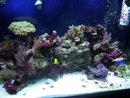 Rated #63: Corals Inverts Stocking In 65 Gallons Tank - front close Rated #63: Corals Inverts Stocking In 65 Gallons Tank - front close