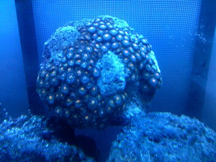 Rated #69: Corals Inverts - Zoanthus Sp. - Colony Polyp Stocking In 30 Gallons Tank - zoo under atinic Rated #69: Corals Inverts - Zoanthus Sp. - Colony Polyp Stocking In 30 Gallons Tank - zoo under atinic