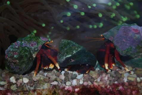 Rated #57: Corals Inverts - Ciliopagurus Strigatus - Halloween Hermit Crab Stocking In 75 Gallons Tank - Omg they got me surrounded, HELP!!!!! Rated #57: Corals Inverts - Ciliopagurus Strigatus - Halloween Hermit Crab Stocking In 75 Gallons Tank - Omg they got me surrounded, HELP!!!!!