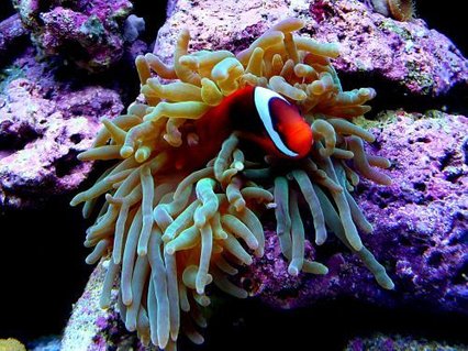 Rated #18: Corals Inverts - Entacmaea Quadricolor - Anemone Stocking In 15 Gallons Tank - bta with hosting tomato clown Rated #18: Corals Inverts - Entacmaea Quadricolor - Anemone Stocking In 15 Gallons Tank - bta with hosting tomato clown