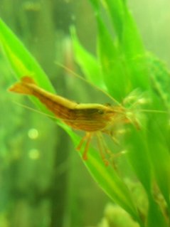 Rated #87: Corals Inverts - Atyopsis Moluccensis - Bamboo Shrimp Stocking In 75 Gallons Tank - filtering bamboo shrimp Rated #87: Corals Inverts - Atyopsis Moluccensis - Bamboo Shrimp Stocking In 75 Gallons Tank - filtering bamboo shrimp
