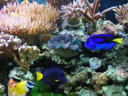 Rated #20: Corals Inverts - Tridacna Crocea - Crocea Clam, Super Colored Stocking In 125 Gallons Tank - Corals -
SPS, LPS, - various - Zoo's, Acanthastrea, Monti's, Acro's, clams, ricordea's, pink and neon birdsnest, catspaw
Fish -
Blue Hippo Tang, Yellow Tang, Vlamingi Tang, Pair of Percula Clowns, Fairy Wrasse, Lawnmower Blenny, blue starfish, Pair of Pajama Cardinal's Rated #20: Corals Inverts - Tridacna Crocea - Crocea Clam, Super Colored Stocking In 125 Gallons Tank - Corals -
SPS, LPS, - various - Zoo's, Acanthastrea, Monti's, Acro's, clams, ricordea's, pink and neon birdsnest, catspaw
Fish -
Blue Hippo Tang, Yellow Tang, Vlamingi Tang, Pair of Percula Clowns, Fairy Wrasse, Lawnmower Blenny, blue starfish, Pair of Pajama Cardinal's