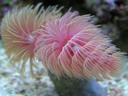 Rated #7: Corals Inverts - Protula Bispiralis - Hard Tube Coco Worm - My 9 Month Old Coco-Worm
85g (uk) Bow Front Tank, 4x54 T5 Luminare / Deltec Aqua+ Tubes, Deltec MCE600 Skimmer, Eheim Pro 3 Ex-Filter, TMC UV15, Tunze 6060 / Maxi-Jet 1200 PH Combo, Auto Top-Up, 3 Stage 6 Rated #7: Corals Inverts - Protula Bispiralis - Hard Tube Coco Worm - My 9 Month Old Coco-Worm
85g (uk) Bow Front Tank, 4x54 T5 Luminare / Deltec Aqua+ Tubes, Deltec MCE600 Skimmer, Eheim Pro 3 Ex-Filter, TMC UV15, Tunze 6060 / Maxi-Jet 1200 PH Combo, Auto Top-Up, 3 Stage 6" DSB, Hydor ETH 300 heater.