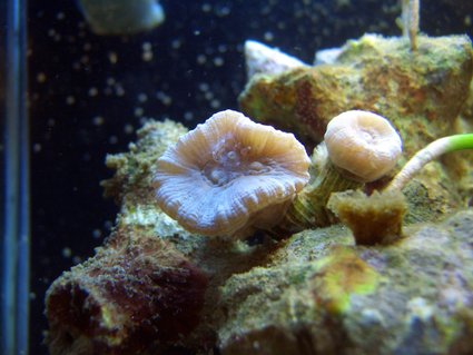 Rated #42: Corals Inverts - Caulastrea Furcata - Blue Spruce Caulastrea Stocking In 2 Gallons Tank - My trumpet coral head splitting in 3. Rated #42: Corals Inverts - Caulastrea Furcata - Blue Spruce Caulastrea Stocking In 2 Gallons Tank - My trumpet coral head splitting in 3.