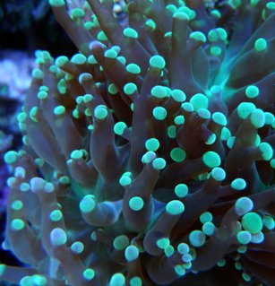 Rated #7: Corals Inverts - Euphyllia Paradivisa - Frogspawn Coral - Branched Stocking In 60 Gallons Tank - Frog Spawn Rated #7: Corals Inverts - Euphyllia Paradivisa - Frogspawn Coral - Branched Stocking In 60 Gallons Tank - Frog Spawn