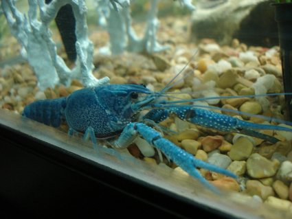 Rated #13: Corals Inverts - Procambarus Sp. - Hammers Cobalt Blue Lobster Stocking In 60 Gallons Tank - the elusive Sapphire Lobster Rated #13: Corals Inverts - Procambarus Sp. - Hammers Cobalt Blue Lobster Stocking In 60 Gallons Tank - the elusive Sapphire Lobster