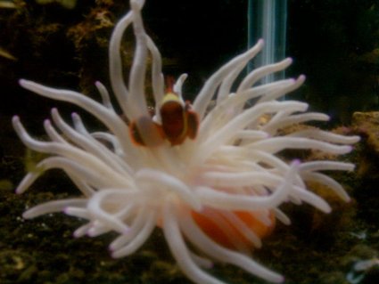 Rated #11: Corals Inverts - Condylactis Gigantea - Condy Anemone Stocking In 40 Gallons Tank - maroon clown Rated #11: Corals Inverts - Condylactis Gigantea - Condy Anemone Stocking In 40 Gallons Tank - maroon clown