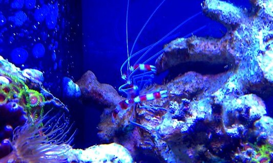 Rated #9: Corals Inverts - Stenopus Hispidus - Banded Coral Shrimp Stocking In 72 Gallons Tank - Steve the Red Banded Shrimp Rated #9: Corals Inverts - Stenopus Hispidus - Banded Coral Shrimp Stocking In 72 Gallons Tank - Steve the Red Banded Shrimp