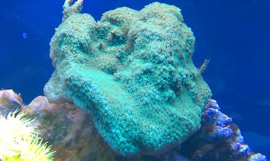 Rated #5: Corals Inverts - Montipora Capricornis - Green Apple Cap Coral Stocking In 72 Gallons Tank - Montipora Rated #5: Corals Inverts - Montipora Capricornis - Green Apple Cap Coral Stocking In 72 Gallons Tank - Montipora
