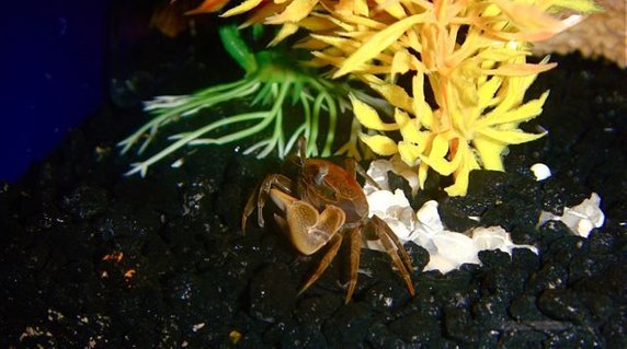 Rated #9: Corals Inverts - Trapezia Sp. - Acropora Crab Stocking In 55 Gallons Tank - Crab Rated #9: Corals Inverts - Trapezia Sp. - Acropora Crab Stocking In 55 Gallons Tank - Crab