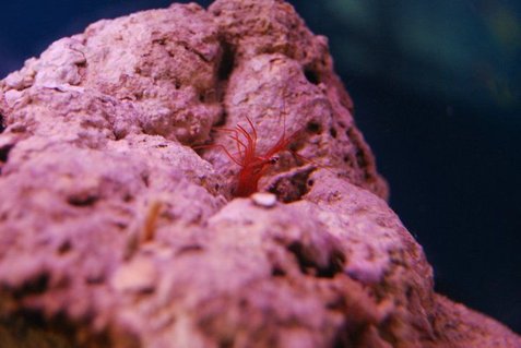 Rated #3: Corals Inverts - Lysmata Wurdemanni - Peppermint Shrimp Stocking In 55 Gallons Tank - Peppermint Shrimp Rated #3: Corals Inverts - Lysmata Wurdemanni - Peppermint Shrimp Stocking In 55 Gallons Tank - Peppermint Shrimp