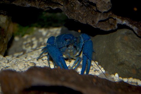 Rated #7: Corals Inverts - Procambarus Clarkii - Hammers Cobalt Blue Lobster Stocking In 75 Gallons Tank - cobalt lobster Rated #7: Corals Inverts - Procambarus Clarkii - Hammers Cobalt Blue Lobster Stocking In 75 Gallons Tank - cobalt lobster