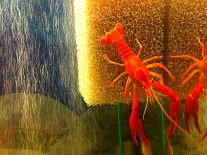 Rated #4: Corals Inverts - Enoplometopus Sp. Stocking In 55 Gallons Tank - Orange Crayfish Rated #4: Corals Inverts - Enoplometopus Sp. Stocking In 55 Gallons Tank - Orange Crayfish