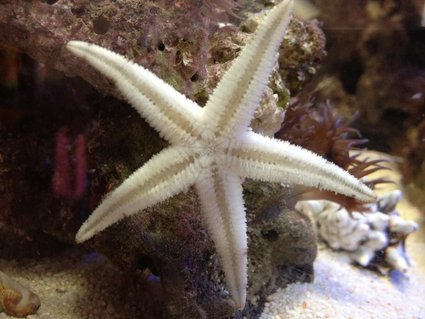 Rated #6: Corals Inverts - Astropecten Polycanthus - Sand Sifting Sea Star Stocking In 22 Gallons Tank - My Super Sand Shifting Starfish trying to shift glass! Rated #6: Corals Inverts - Astropecten Polycanthus - Sand Sifting Sea Star Stocking In 22 Gallons Tank - My Super Sand Shifting Starfish trying to shift glass!