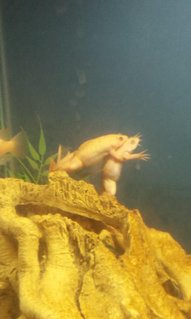 Rated #15: Corals Inverts - Xenopus Laevis - African Clawed Frog Stocking In 29 Gallons Tank - my albino african clawed frogs Rated #15: Corals Inverts - Xenopus Laevis - African Clawed Frog Stocking In 29 Gallons Tank - my albino african clawed frogs