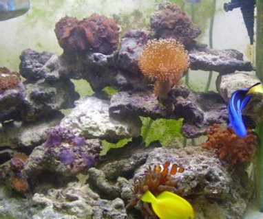 Rated #46: Corals Inverts - Sabellastarte Sp. - Feather Duster Stocking In 90 Gallons Tank - Apart of my pretty 90 gallon reef Rated #46: Corals Inverts - Sabellastarte Sp. - Feather Duster Stocking In 90 Gallons Tank - Apart of my pretty 90 gallon reef