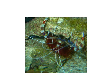 Rated #44: Corals Inverts - Stenopus Hispidus - Coral Banded Shrimp Stocking In 60 Gallons Tank - My Coral Banded Shrimp, infront of my Flame Scallop with some button polyps at the bottom Rated #44: Corals Inverts - Stenopus Hispidus - Coral Banded Shrimp Stocking In 60 Gallons Tank - My Coral Banded Shrimp, infront of my Flame Scallop with some button polyps at the bottom