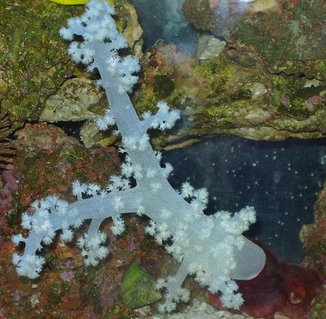 Rated #29: Corals Inverts - Dendronephthya Sp. - Carnation Tree Coral Stocking In 55 Gallons Tank - WHITE CARNATION Rated #29: Corals Inverts - Dendronephthya Sp. - Carnation Tree Coral Stocking In 55 Gallons Tank - WHITE CARNATION