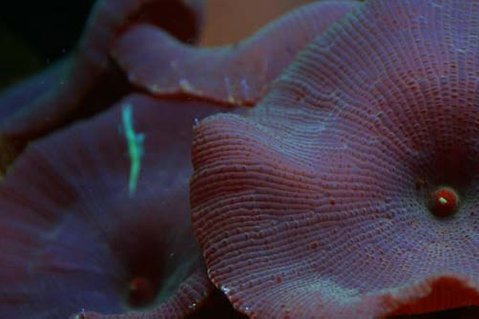 Rated #21: Corals Inverts - Actinodiscus Sp. - Blue Mushroom Stocking In 20 Gallons Tank - Watermellon mushroom colony grown out from a single small polyp frag Rated #21: Corals Inverts - Actinodiscus Sp. - Blue Mushroom Stocking In 20 Gallons Tank - Watermellon mushroom colony grown out from a single small polyp frag