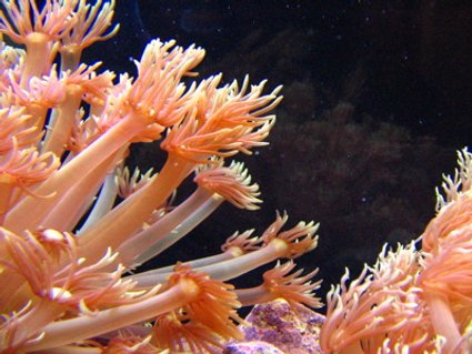 Rated #8: Corals Inverts - Goniopora Sp. - Flower Pot Coral Stocking In 46 Gallons Tank - Flowerpots Rated #8: Corals Inverts - Goniopora Sp. - Flower Pot Coral Stocking In 46 Gallons Tank - Flowerpots