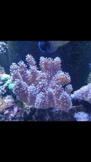 Rated #3: Corals Inverts Stocking In 90 Gallons Tank - Finger leather Rated #3: Corals Inverts Stocking In 90 Gallons Tank - Finger leather