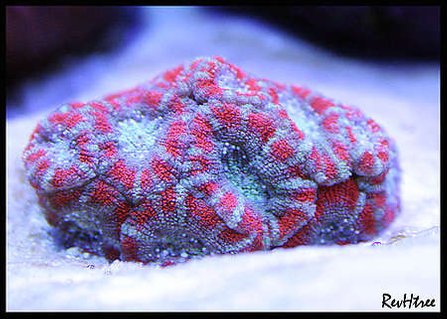 Rated #2: Corals Inverts - Acanthastrea Lordhowensis - Acan Lord Stocking In 125 Gallons Tank - Acan Lord Rated #2: Corals Inverts - Acanthastrea Lordhowensis - Acan Lord Stocking In 125 Gallons Tank - Acan Lord