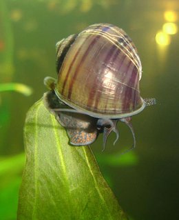 Rated #23: Corals Inverts - Pomacea Canaliculata - Apple Snail Stocking In 72 Gallons Tank - My Snail, I know its not a fish but what a great pic. Rated #23: Corals Inverts - Pomacea Canaliculata - Apple Snail Stocking In 72 Gallons Tank - My Snail, I know its not a fish but what a great pic.