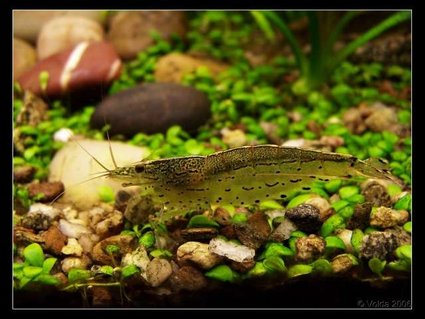 Rated #48: Corals Inverts - Caridina Japonica - Japonica Amano Shrimp Stocking In 103 Gallons Tank - Caridina japonica Rated #48: Corals Inverts - Caridina Japonica - Japonica Amano Shrimp Stocking In 103 Gallons Tank - Caridina japonica