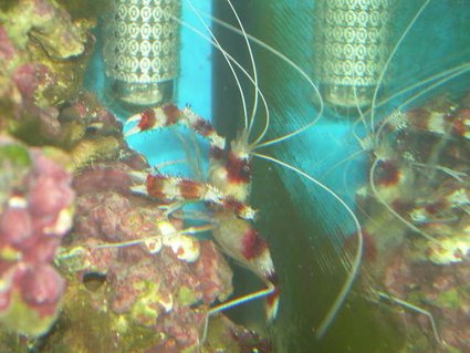 Rated #90: Corals Inverts - Stenopus Hispidus - Banded Coral Shrimp Stocking In 75 Gallons Tank - My Coral Banded Shrimp Rated #90: Corals Inverts - Stenopus Hispidus - Banded Coral Shrimp Stocking In 75 Gallons Tank - My Coral Banded Shrimp