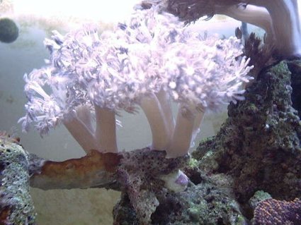 Rated #85: Corals Inverts - Xenia Sp. - White Pom Pom Xenia, Red Sea Stocking In 130 Gallons Tank - White xenia!!! Rated #85: Corals Inverts - Xenia Sp. - White Pom Pom Xenia, Red Sea Stocking In 130 Gallons Tank - White xenia!!!