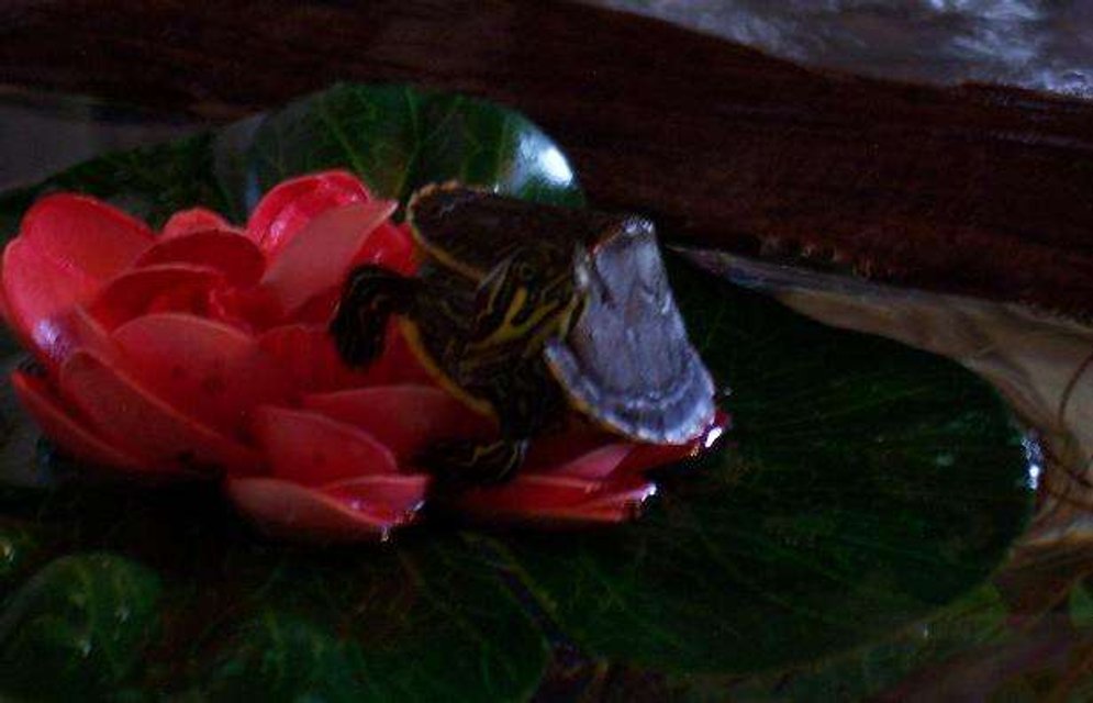 Rated #78: Corals Inverts - Pseudemys Concinna - River Cooter Stocking In 28 Gallons Tank - This is Corona, my River Cooter sitting on her fake Lillypad
She's too big for it now, bless her little soul, but she still tries to get on it! Rated #78: Corals Inverts - Pseudemys Concinna - River Cooter Stocking In 28 Gallons Tank - This is Corona, my River Cooter sitting on her fake Lillypad
She's too big for it now, bless her little soul, but she still tries to get on it!
