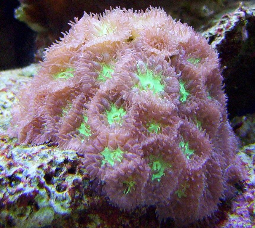 Rated #6: Corals Inverts - Blastomussa Merletti - Australian Big Polyp Blastomussa Stocking In 65 Gallons Tank - blastomussa merleti Rated #6: Corals Inverts - Blastomussa Merletti - Australian Big Polyp Blastomussa Stocking In 65 Gallons Tank - blastomussa merleti