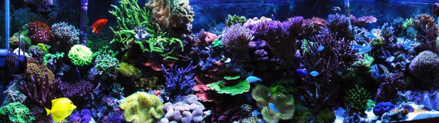 Rated #8: Corals Inverts - Sarcophyton Elegans - Yellow Fiji Leather Coral Stocking In 125 Gallons Tank - Full Reef 6 years old Rated #8: Corals Inverts - Sarcophyton Elegans - Yellow Fiji Leather Coral Stocking In 125 Gallons Tank - Full Reef 6 years old
