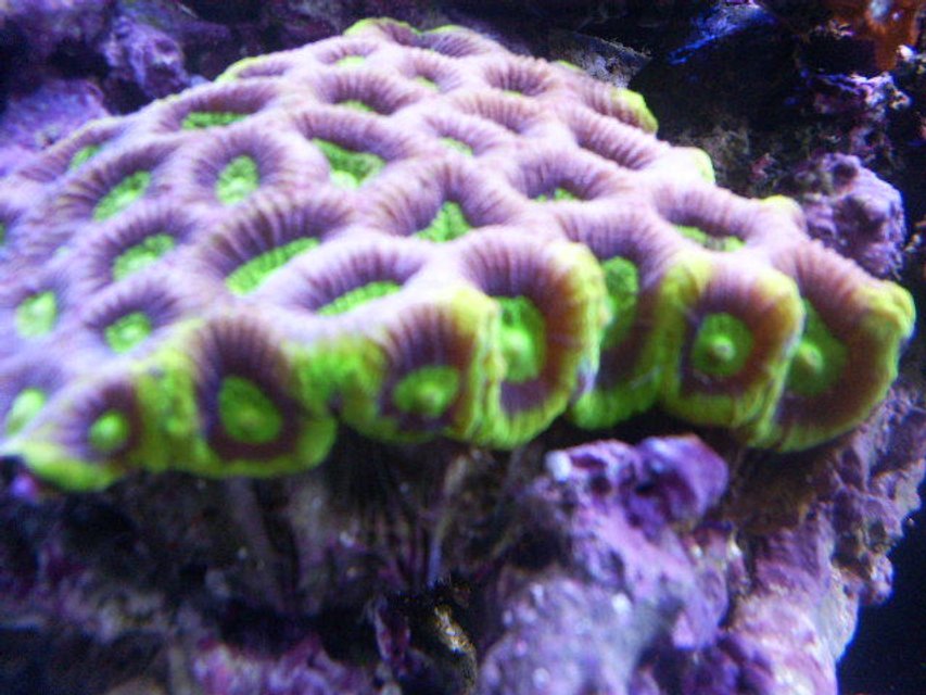 Rated #31: Corals Inverts - Favites Sp. - Prisim Favia Colony Stocking In 24 Gallons Tank Rated #31: Corals Inverts - Favites Sp. - Prisim Favia Colony Stocking In 24 Gallons Tank