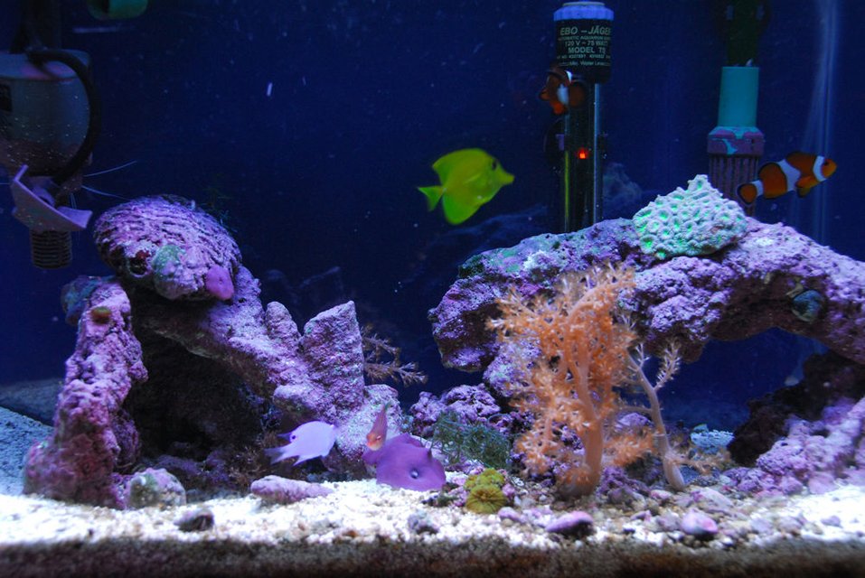 Rated #53: Corals Inverts - Capnella Sp. - Kenya Tree Coral Stocking In 20 Gallons Tank - 20 gallon saltwater tank.
Some corals, kenya tree, mushrooms etc.
Fish: one blue devil damsel, one yellow tang, one six line wrasse and two clown fish. Rated #53: Corals Inverts - Capnella Sp. - Kenya Tree Coral Stocking In 20 Gallons Tank - 20 gallon saltwater tank.
Some corals, kenya tree, mushrooms etc.
Fish: one blue devil damsel, one yellow tang, one six line wrasse and two clown fish.