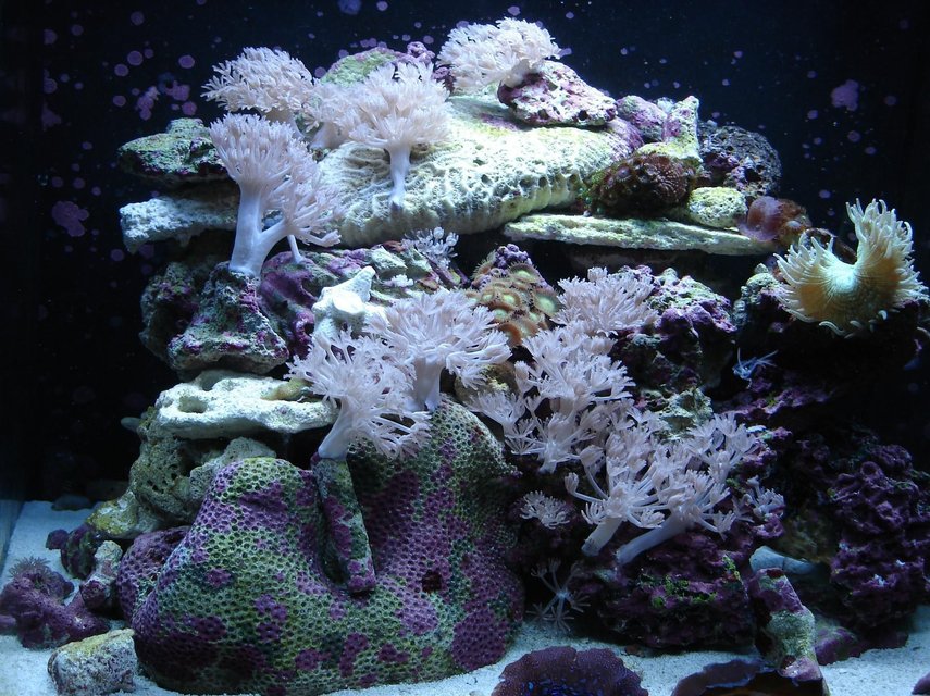 Rated #41: Corals Inverts - Catalaphyllia Jardinei - Elegance Coral Stocking In 76 Gallons Tank - 24 gallon nano Rated #41: Corals Inverts - Catalaphyllia Jardinei - Elegance Coral Stocking In 76 Gallons Tank - 24 gallon nano
