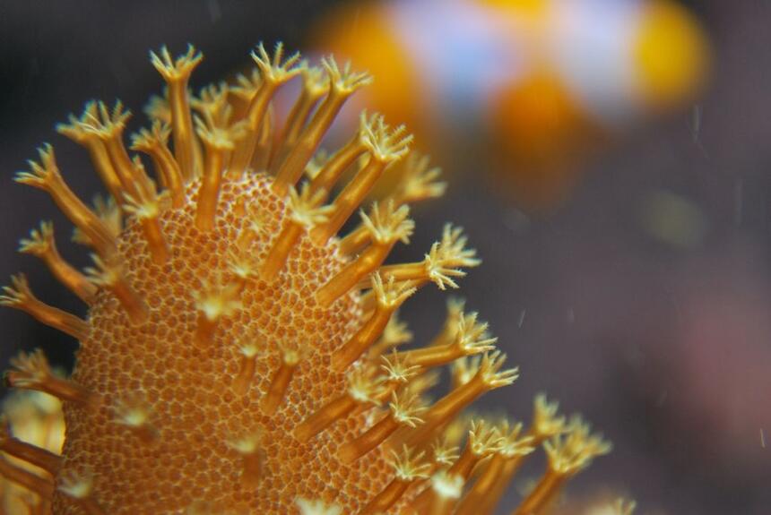 Rated #9: Corals Inverts - Lobophytum Sp. - Devil Rated #9: Corals Inverts - Lobophytum Sp. - Devil's Hand Leather Coral Stocking In 55 Gallons Tank - An attempt at a macro shot of a Devils Hand leather coral and a clown fish in background.