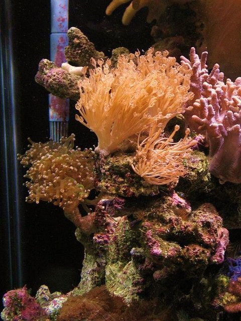 Rated #52: Corals Inverts - Xenia Elongata - Silver Branch Pumping Xenia Stocking In 150 Gallons Tank - xenia after eight days recovery. Rated #52: Corals Inverts - Xenia Elongata - Silver Branch Pumping Xenia Stocking In 150 Gallons Tank - xenia after eight days recovery.