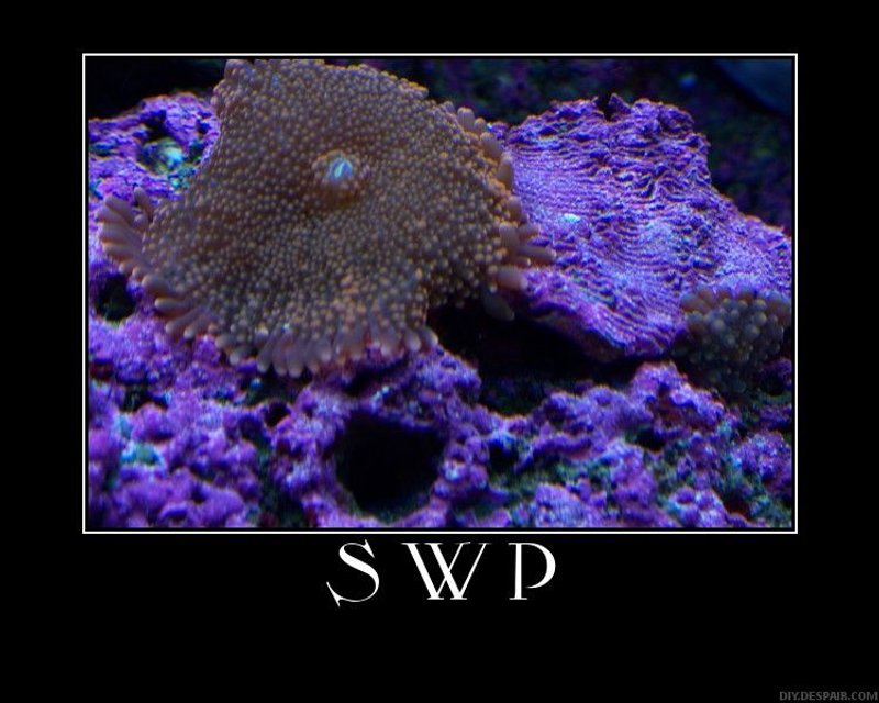 Rated #44: Corals Inverts - Ricordea Yuma - Ricordea Mushroom Stocking In 65 Gallons Tank - yuma Rated #44: Corals Inverts - Ricordea Yuma - Ricordea Mushroom Stocking In 65 Gallons Tank - yuma