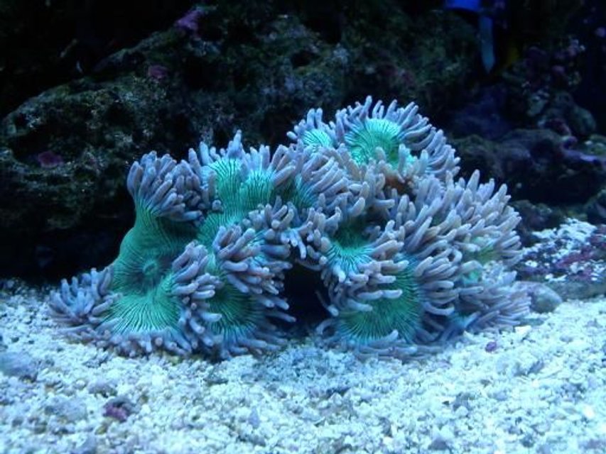Rated #22: Corals Inverts - Catalaphyllia Jardinei - Elegance Coral Stocking In 120 Gallons Tank - elegance Rated #22: Corals Inverts - Catalaphyllia Jardinei - Elegance Coral Stocking In 120 Gallons Tank - elegance