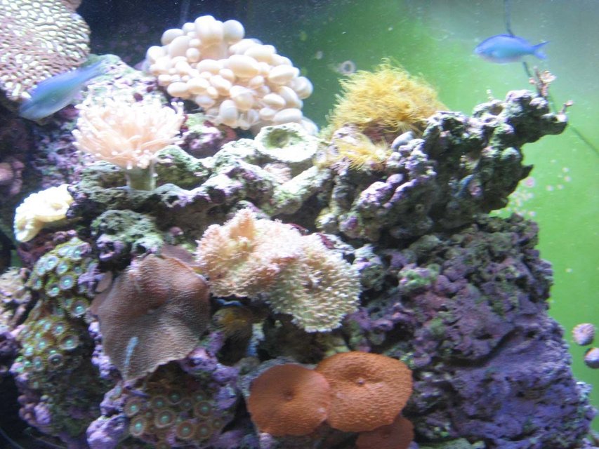Rated #28: Corals Inverts - Rhodactis Indosinensis - Hairy Mushroom Stocking In 92 Gallons Tank - Mushrooms and Polyps Rated #28: Corals Inverts - Rhodactis Indosinensis - Hairy Mushroom Stocking In 92 Gallons Tank - Mushrooms and Polyps