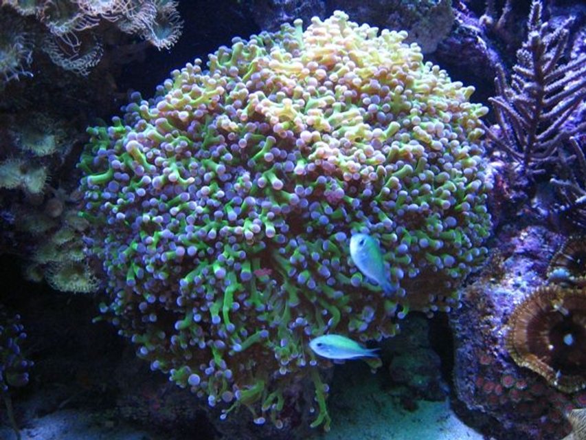 Rated #29: Corals Inverts - Euphyllia Paradivisa - Frogspawn Coral - Branched Stocking In 90 Gallons Tank - Frog Spawn w/ Chromas Rated #29: Corals Inverts - Euphyllia Paradivisa - Frogspawn Coral - Branched Stocking In 90 Gallons Tank - Frog Spawn w/ Chromas