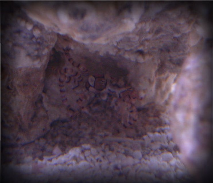 Rated #51: Corals Inverts - Lybia Sp. - Pom Pom Crab Stocking In 20 Gallons Tank - My Pom Pom crab, Johnson. Rated #51: Corals Inverts - Lybia Sp. - Pom Pom Crab Stocking In 20 Gallons Tank - My Pom Pom crab, Johnson.