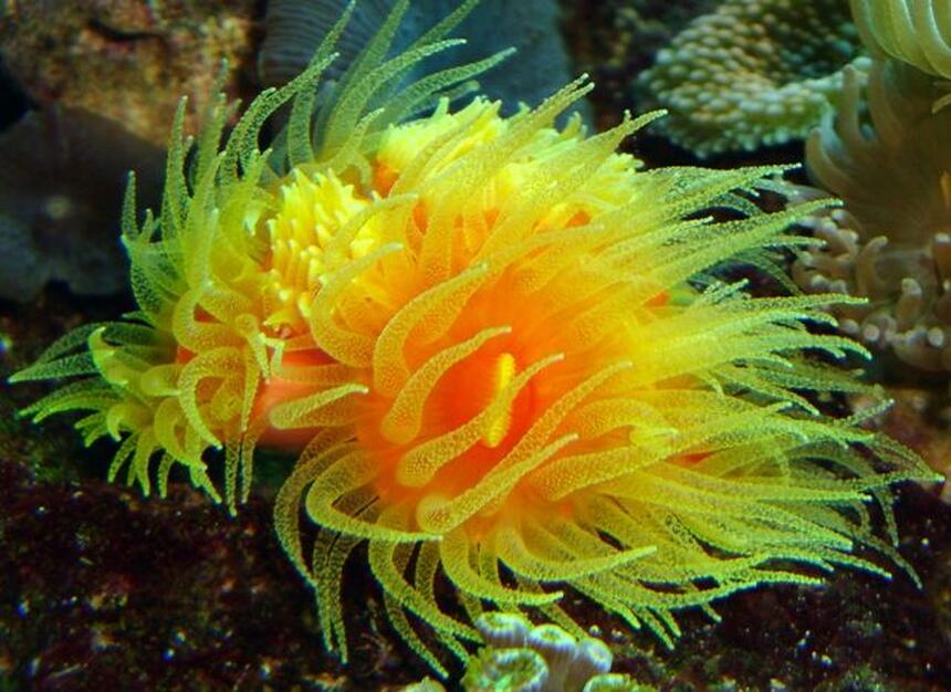 Rated #5: Corals Inverts - Dendrophylliidae - Dendrophyllia Stocking In 54 Gallons Tank - dendro 9 heads Rated #5: Corals Inverts - Dendrophylliidae - Dendrophyllia Stocking In 54 Gallons Tank - dendro 9 heads