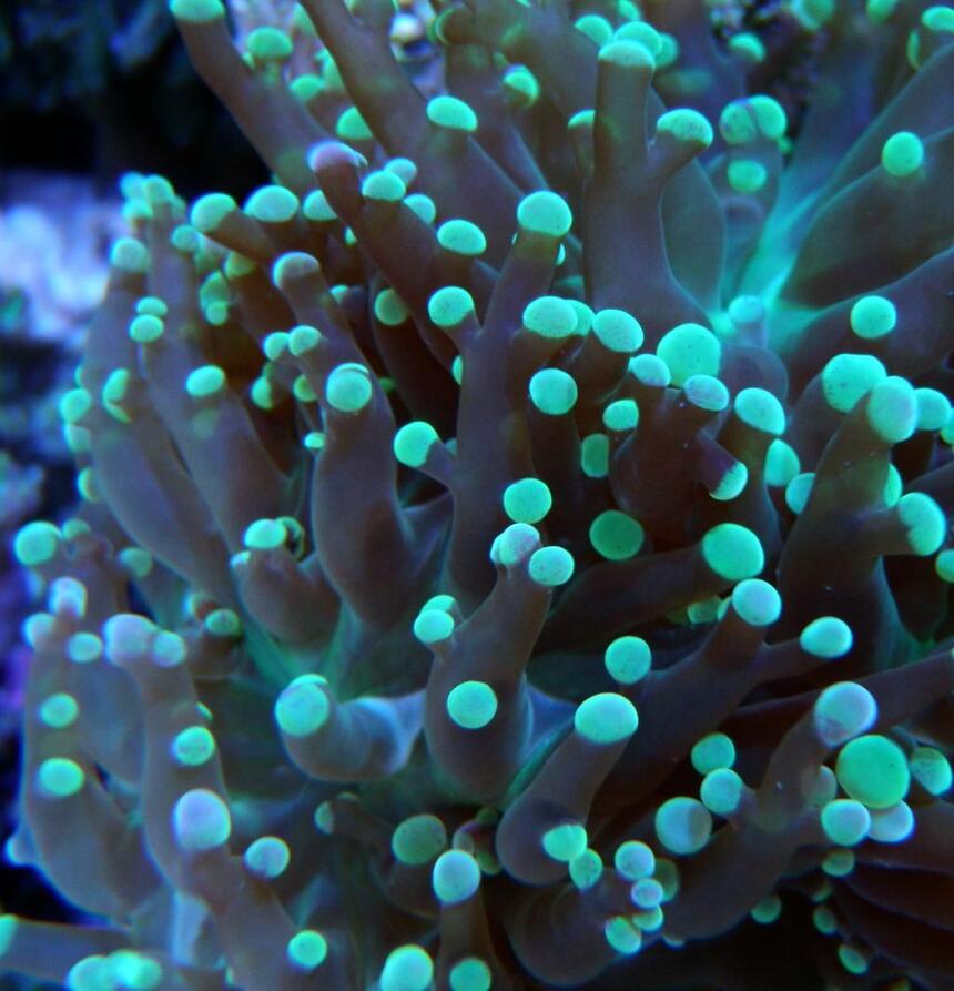 Rated #7: Corals Inverts - Euphyllia Paradivisa - Frogspawn Coral - Branched Stocking In 60 Gallons Tank - Frog Spawn Rated #7: Corals Inverts - Euphyllia Paradivisa - Frogspawn Coral - Branched Stocking In 60 Gallons Tank - Frog Spawn