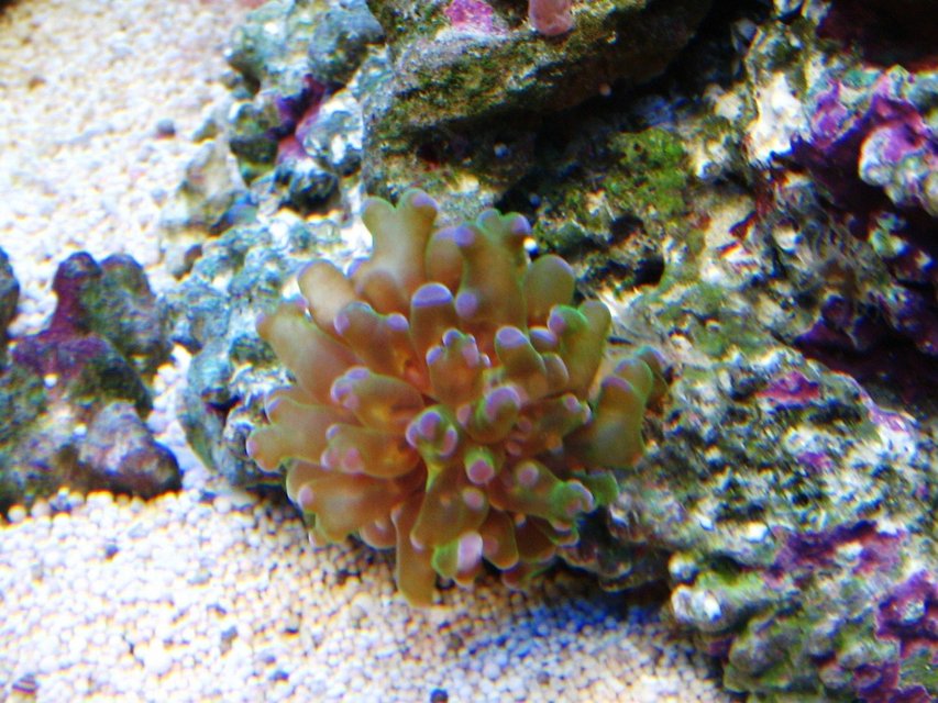 Rated #18: Corals Inverts - Euphyllia Glabrescens - Torch Coral Stocking In 10 Gallons Tank - Euphyllia grablescens Rated #18: Corals Inverts - Euphyllia Glabrescens - Torch Coral Stocking In 10 Gallons Tank - Euphyllia grablescens