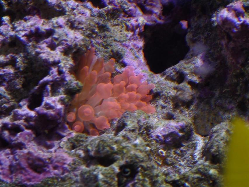 Rated #8: Corals Inverts - Entacmaea Quadricolor - Rose Bulb Anemone Stocking In 150 Gallons Tank - Bubble tip anemone Rated #8: Corals Inverts - Entacmaea Quadricolor - Rose Bulb Anemone Stocking In 150 Gallons Tank - Bubble tip anemone