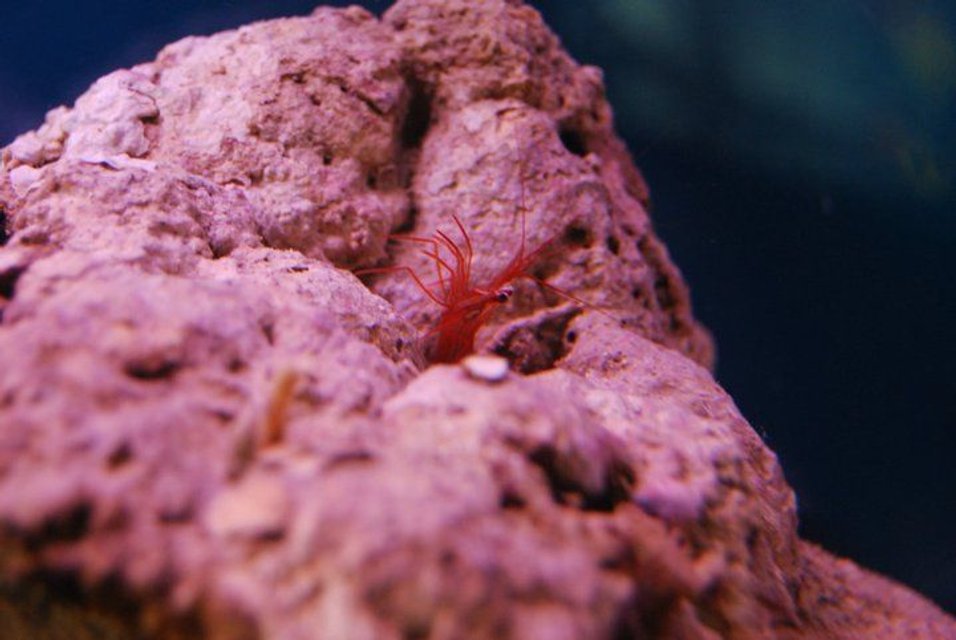 Rated #3: Corals Inverts - Lysmata Wurdemanni - Peppermint Shrimp Stocking In 55 Gallons Tank - Peppermint Shrimp Rated #3: Corals Inverts - Lysmata Wurdemanni - Peppermint Shrimp Stocking In 55 Gallons Tank - Peppermint Shrimp