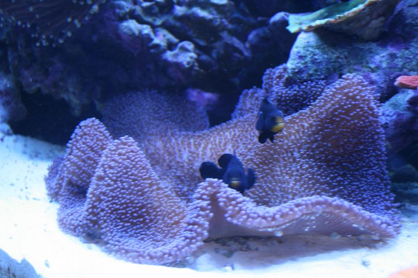 Rated #10: Corals Inverts - Stichodactyla Haddoni - Carpet Anemone Stocking In 90 Gallons Tank - Purple Carpet and Midnight Clowns Rated #10: Corals Inverts - Stichodactyla Haddoni - Carpet Anemone Stocking In 90 Gallons Tank - Purple Carpet and Midnight Clowns