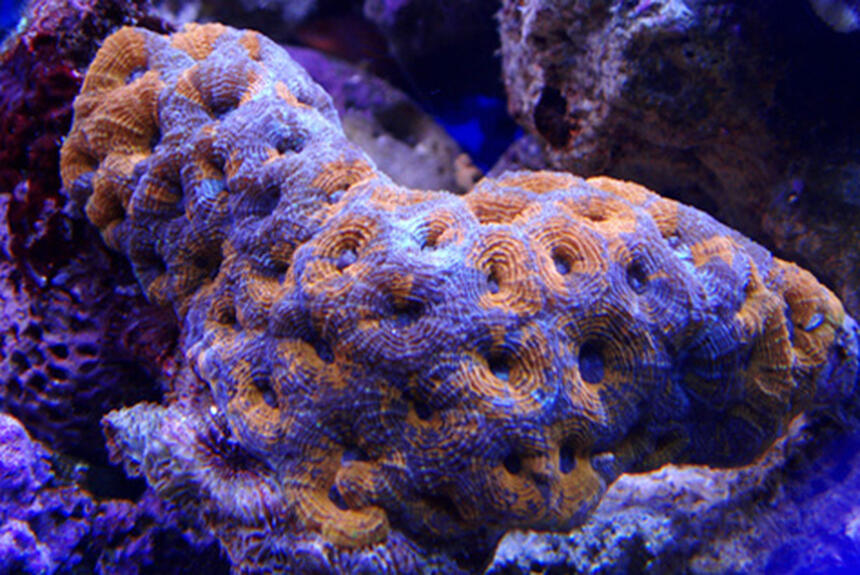 Rated #4: Corals Inverts - Acanthastrea Sp. - Acan Stocking In 100 Gallons Tank - my latest addition acan Rated #4: Corals Inverts - Acanthastrea Sp. - Acan Stocking In 100 Gallons Tank - my latest addition acan